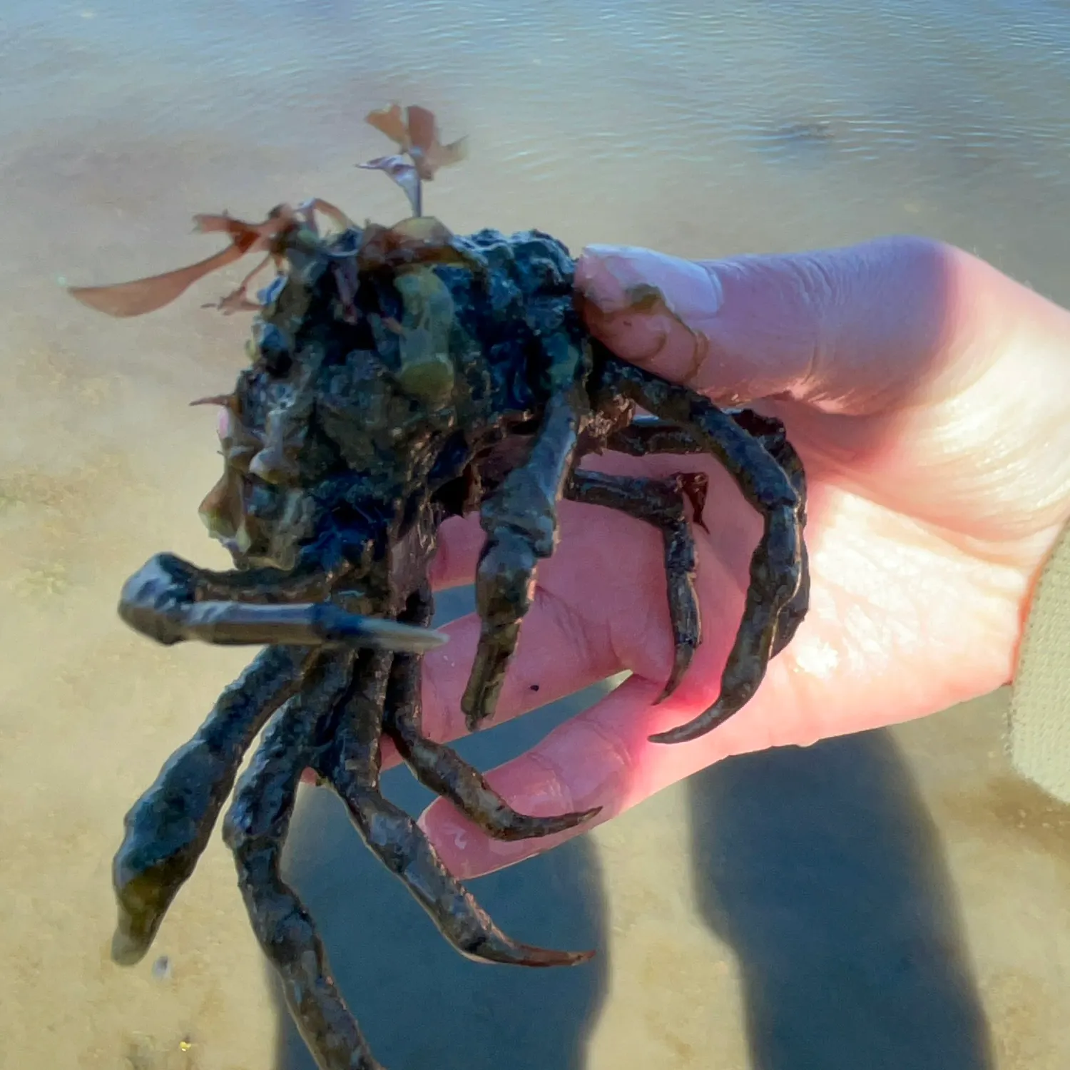 The most recent European spider crab catches on Fishbrain