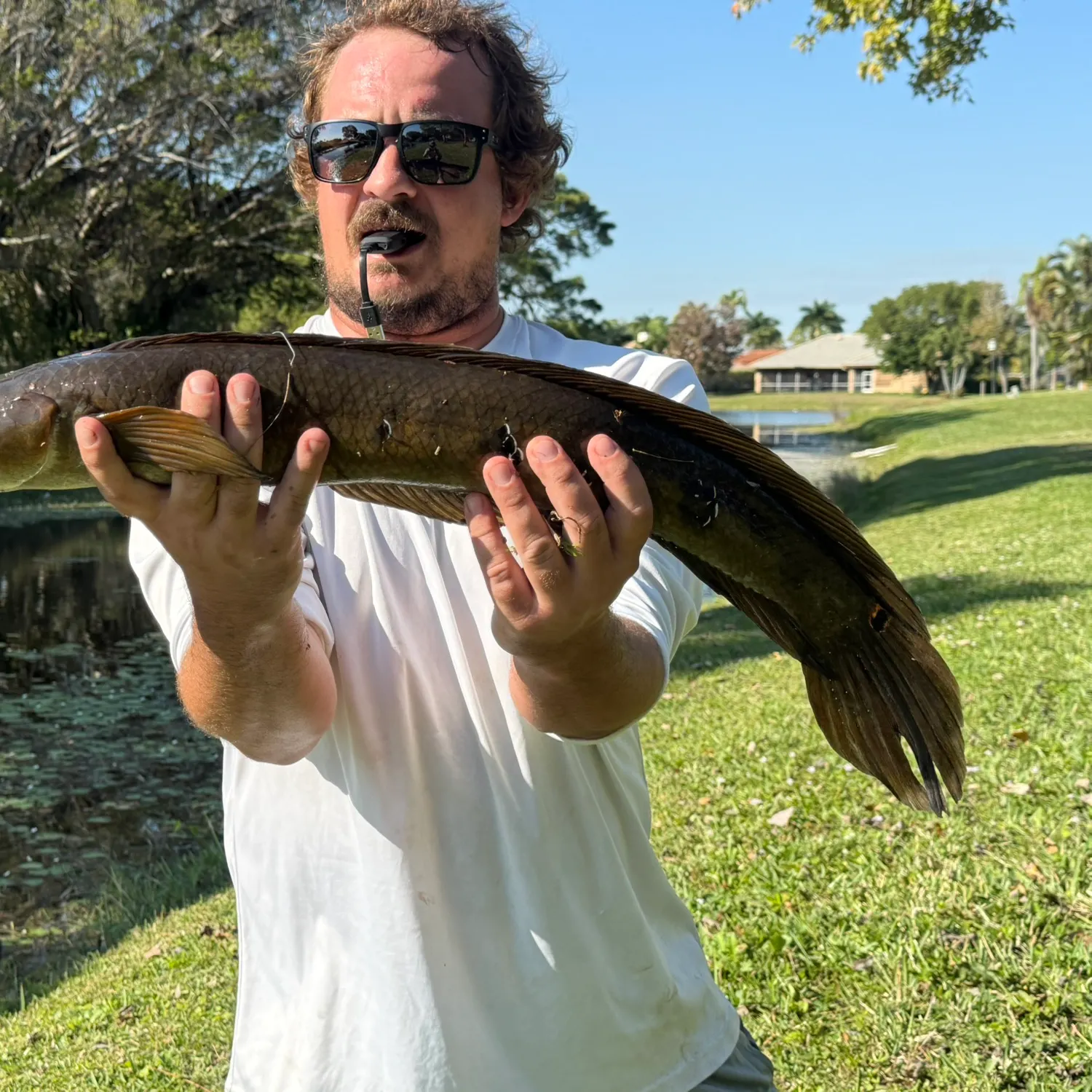 The most recent Bullseye snakehead catches on Fishbrain