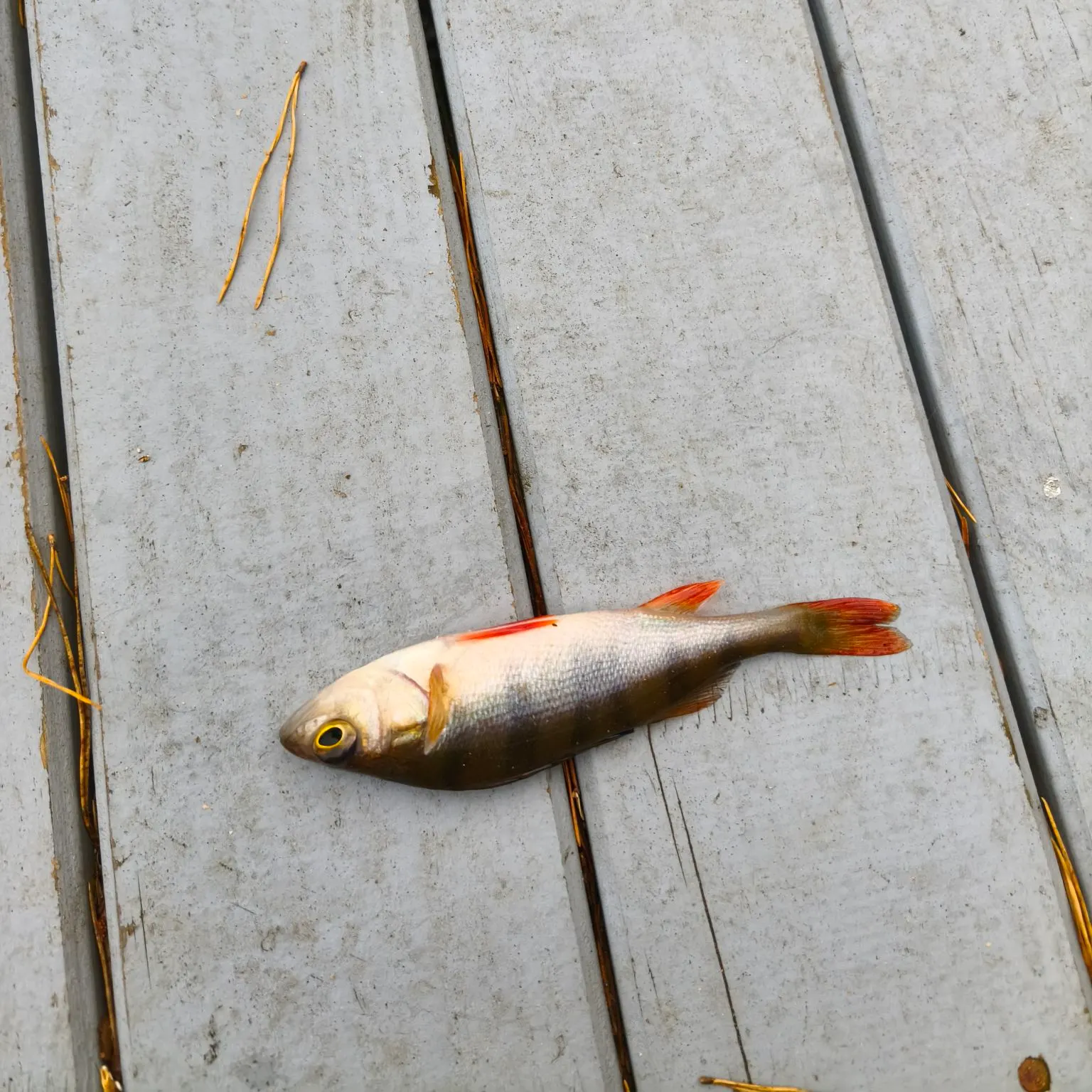 European perch caught on Fishbrain