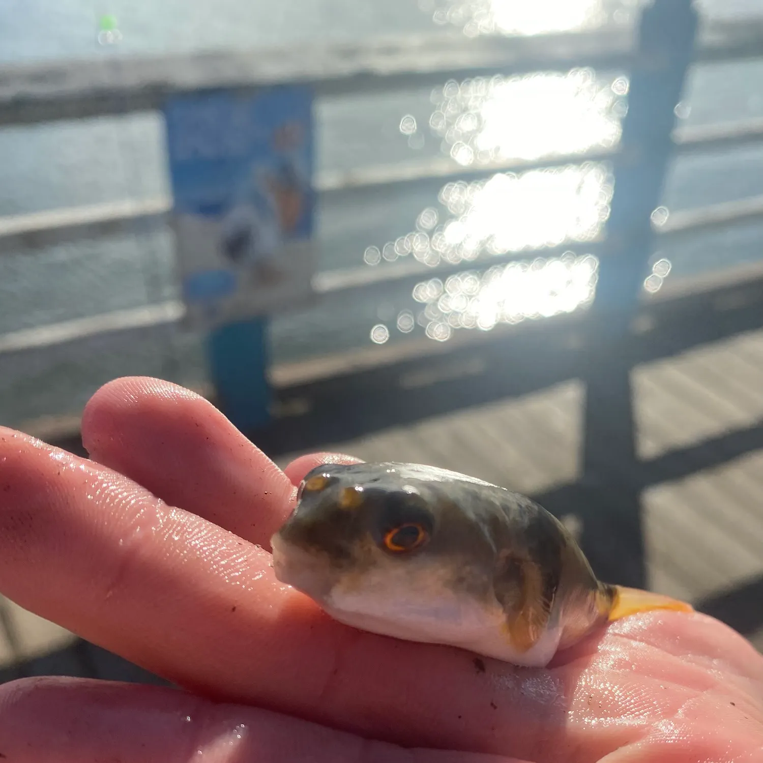 The most recent Smooth toadfish catches on Fishbrain