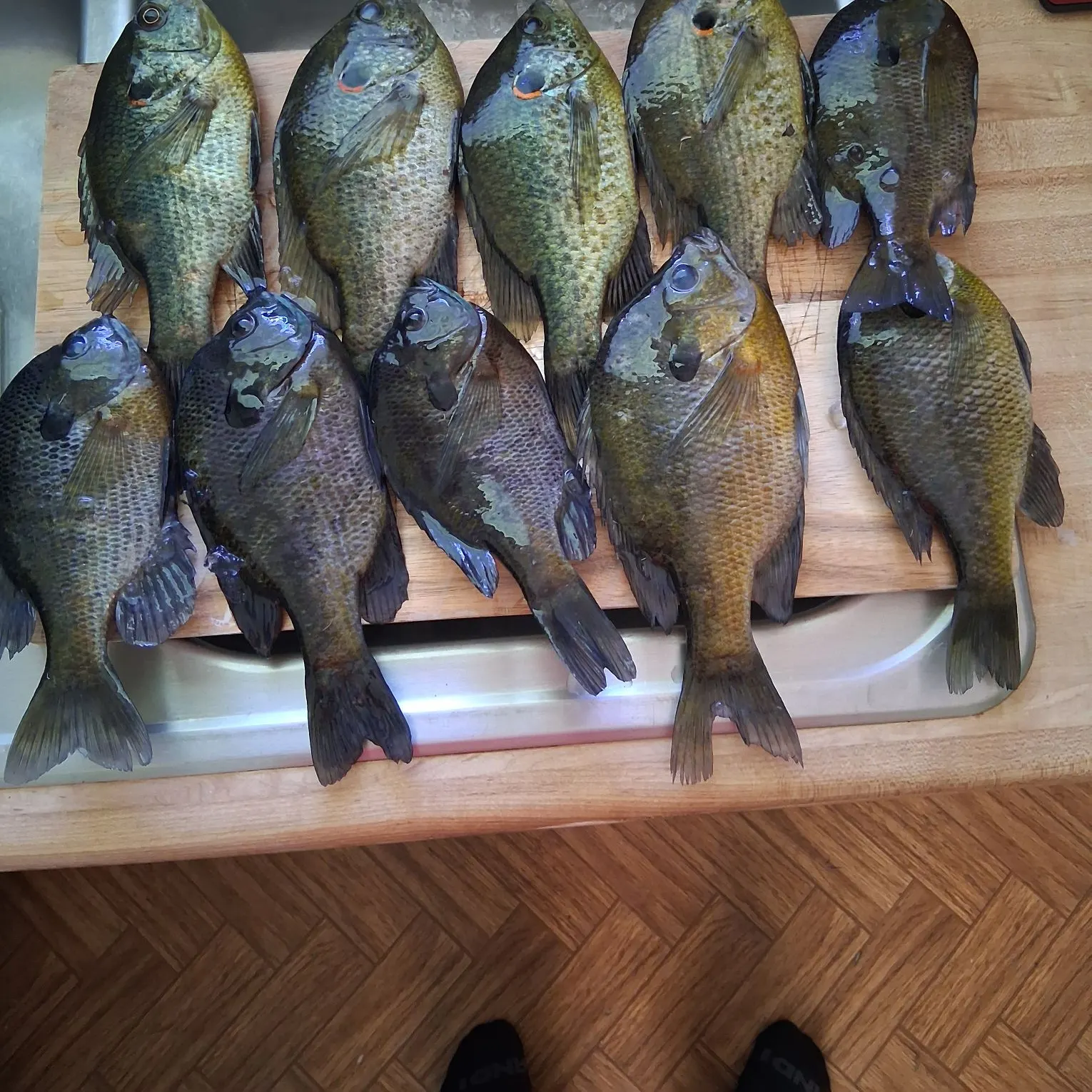 recently logged catches