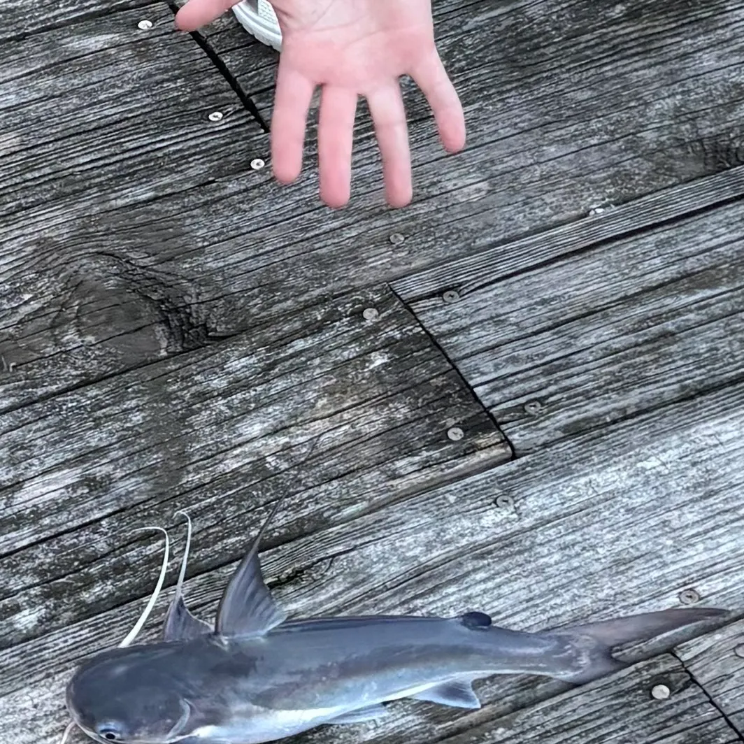 Gafftopsail sea catfish caught on Fishbrain