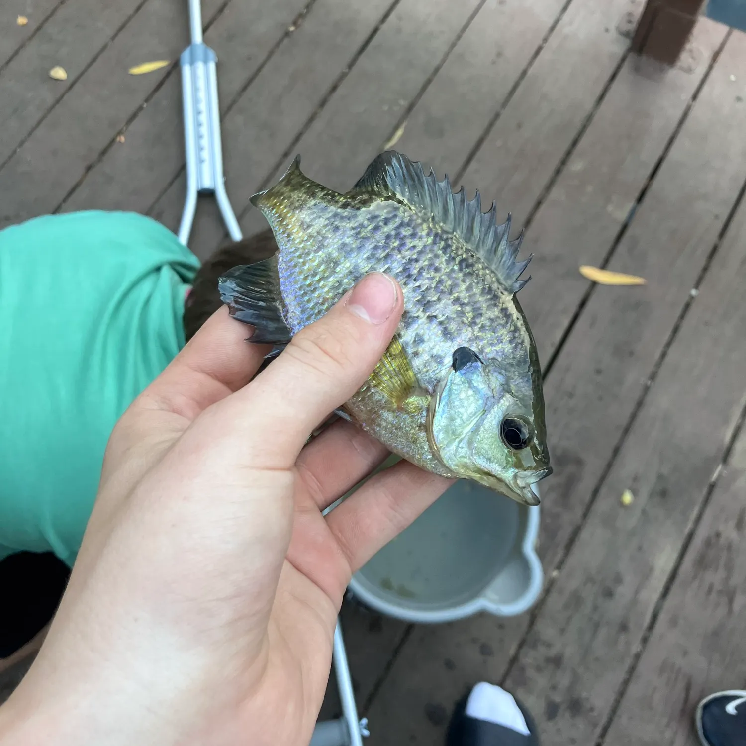 Bluegill caught on Fishbrain