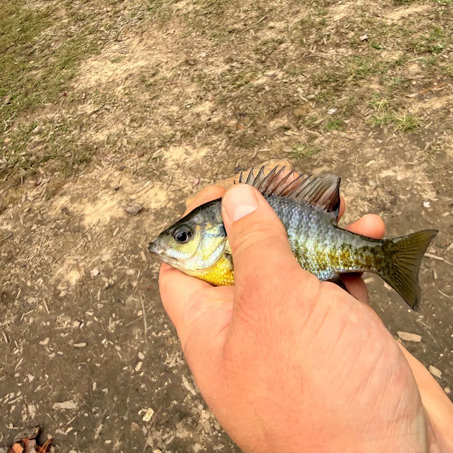 Bluegill caught on Fishbrain