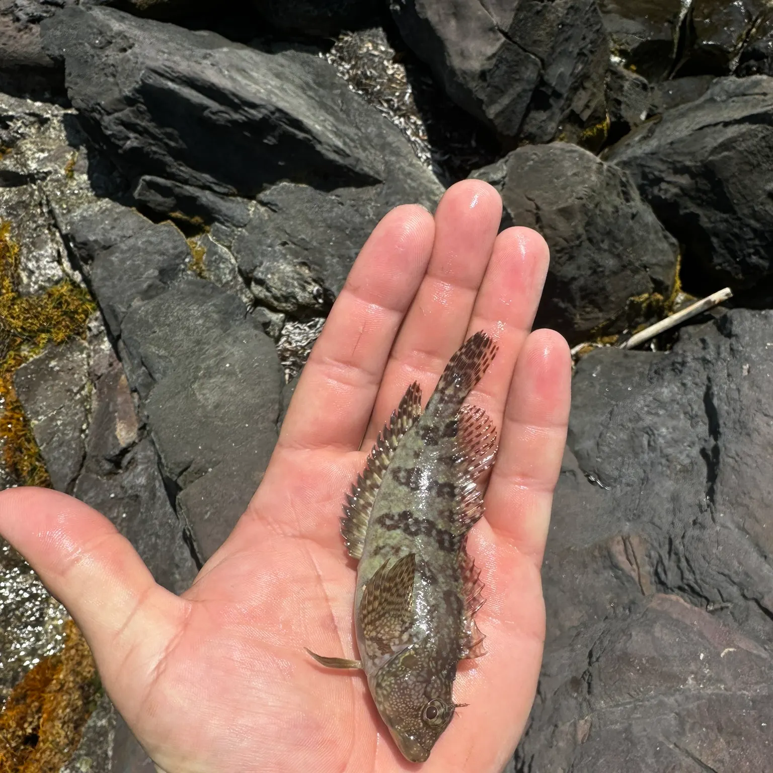 The most recent Hairy blenny catches on Fishbrain