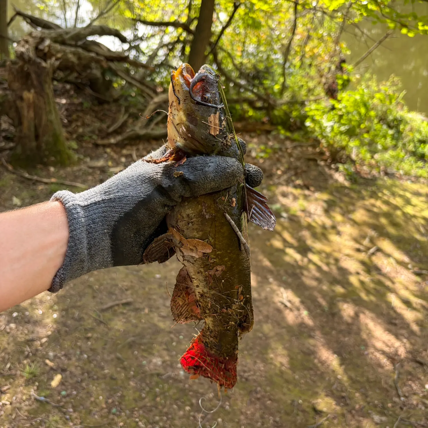 Brown bullhead caught on Fishbrain
