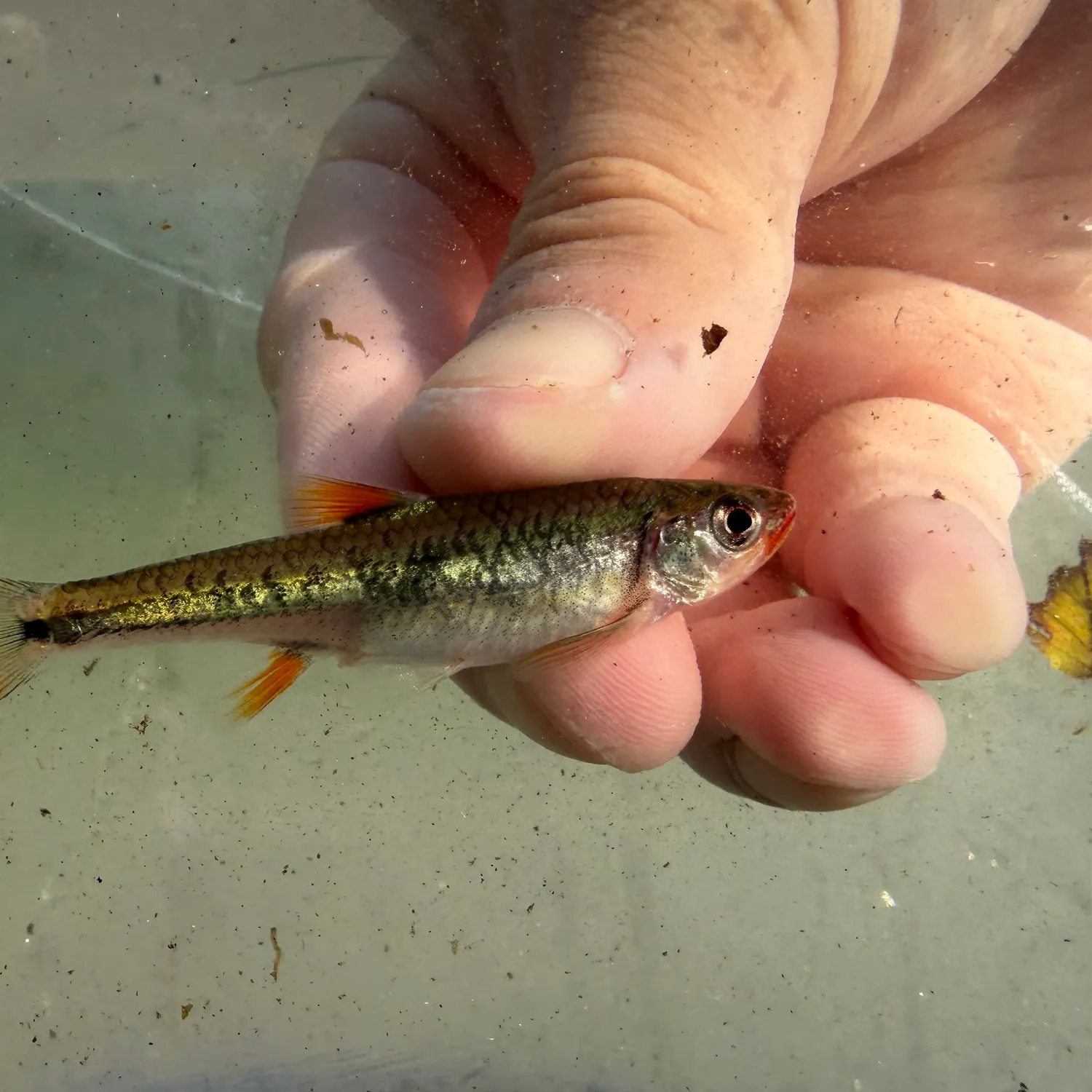 The most recent Redlip shiner catches on Fishbrain