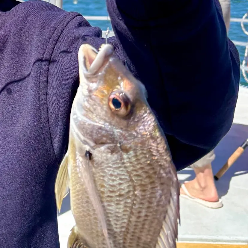 Surf bream caught on Fishbrain