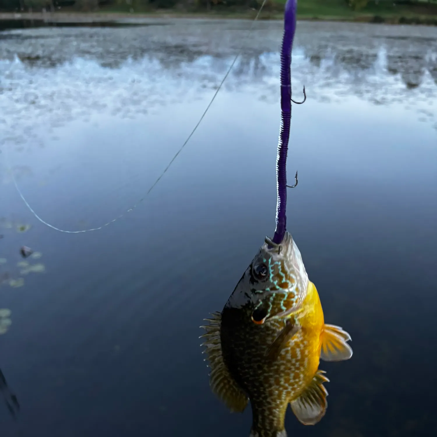 Pumpkinseed caught on Fishbrain
