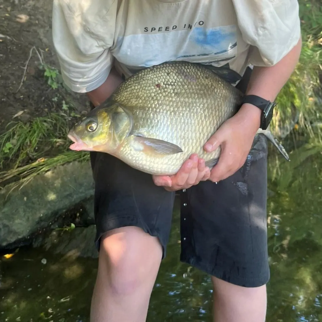 Common bream caught on Fishbrain