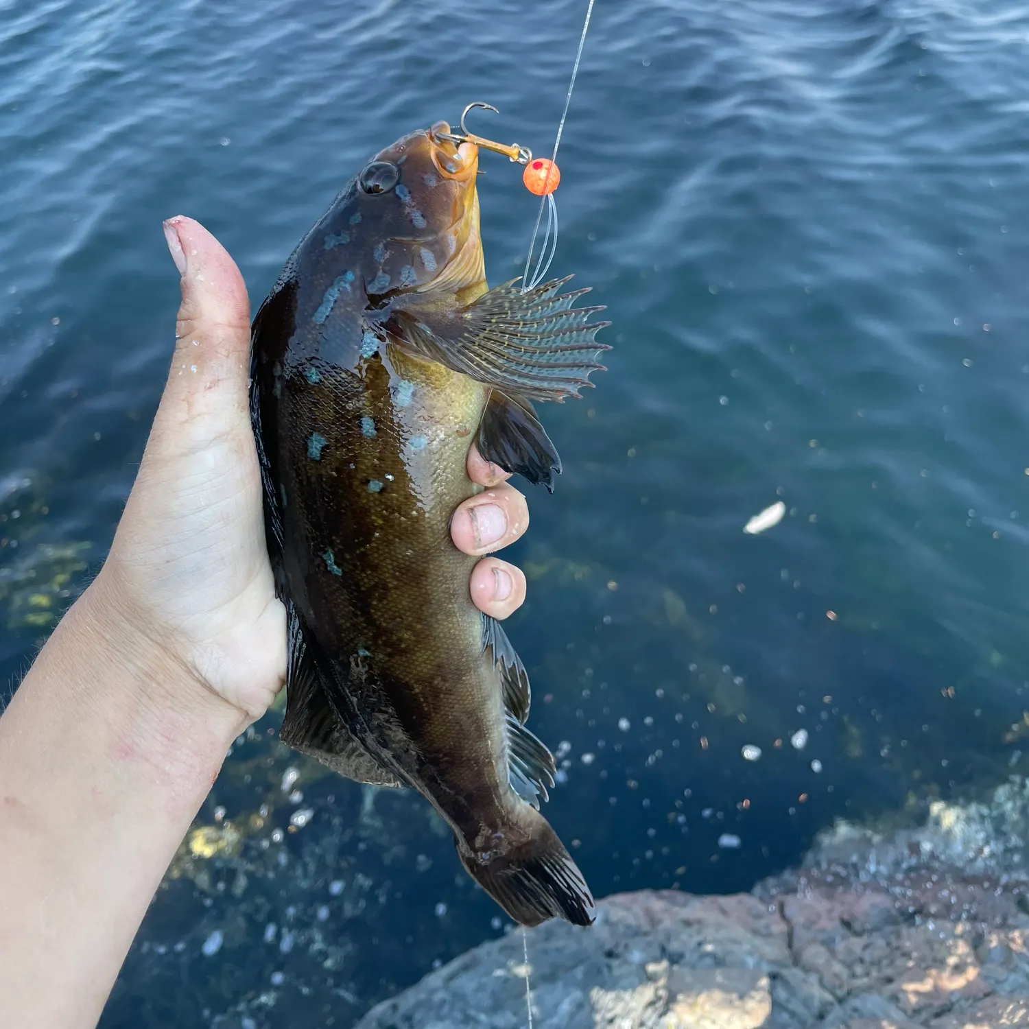 Kelp greenling caught on Fishbrain