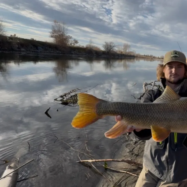 The most recent Largescale sucker catches on Fishbrain