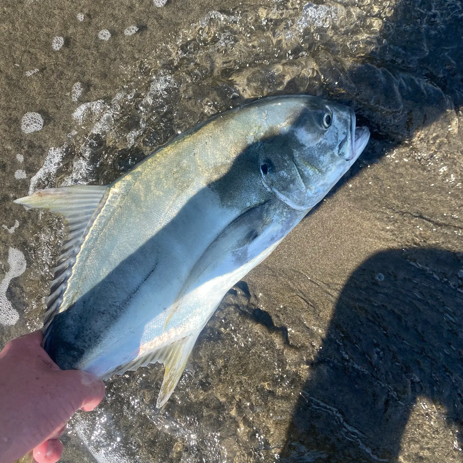The most recent Pacific crevalle jack catches on Fishbrain