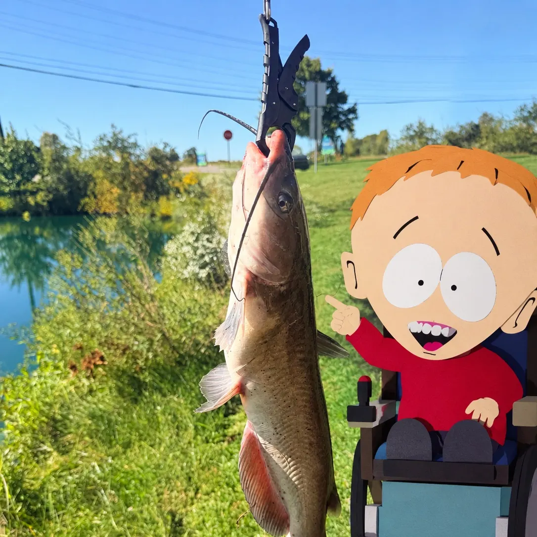 Channel catfish caught on Fishbrain