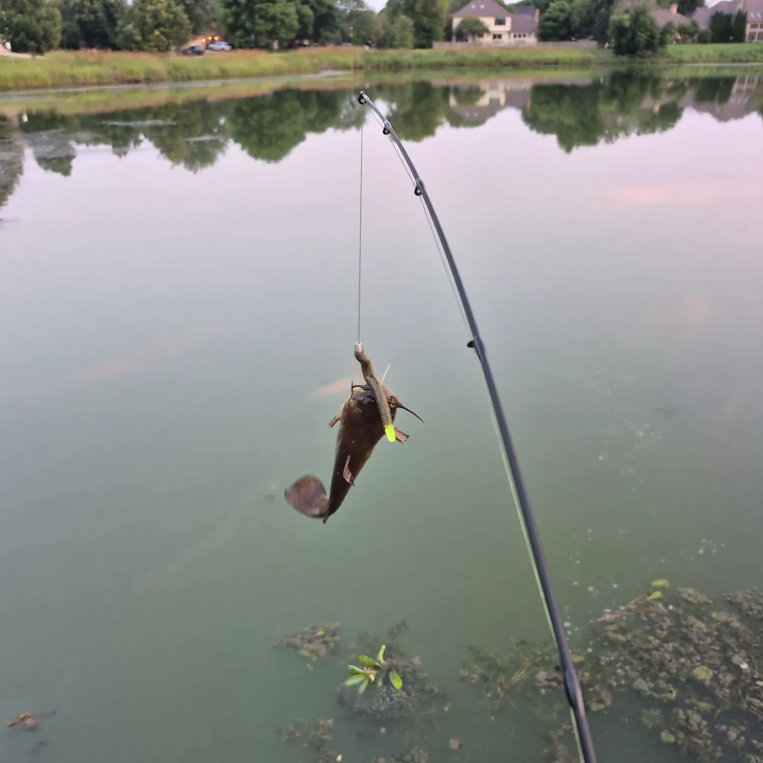 The most recent Black bullhead catches on Fishbrain