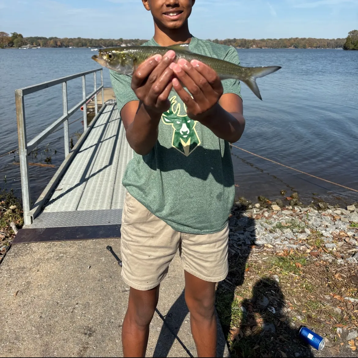 The most recent Skipjack herring catches on Fishbrain