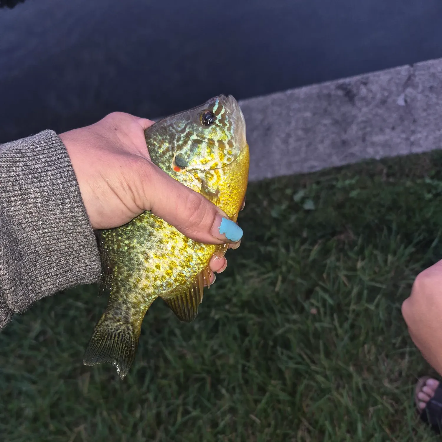 Pumpkinseed caught on Fishbrain