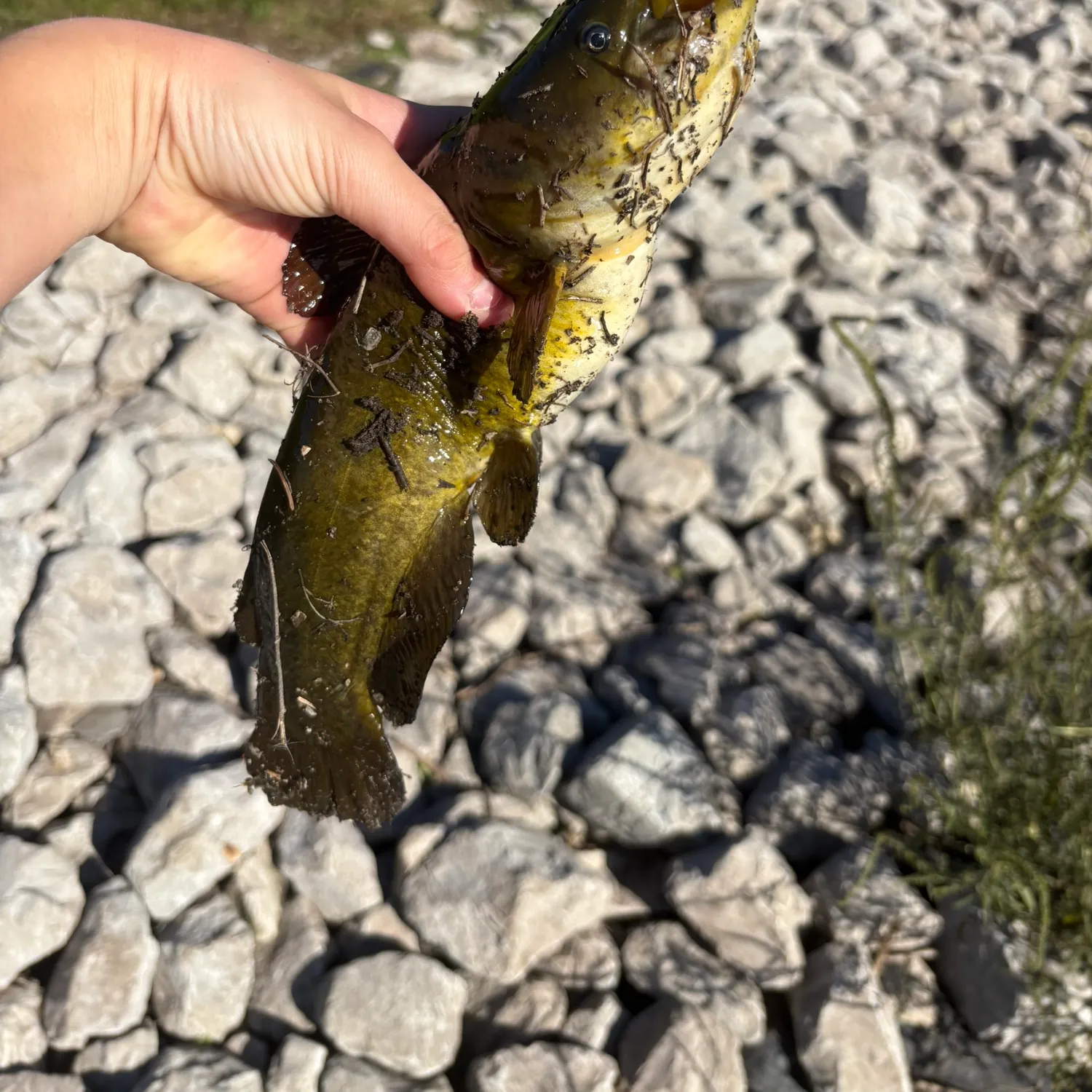 Yellow bullhead caught on Fishbrain