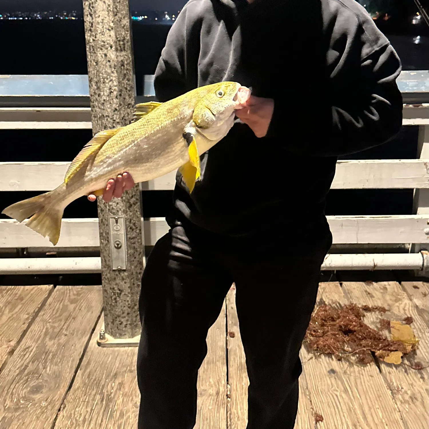 The most recent Spotfin croaker catches on Fishbrain
