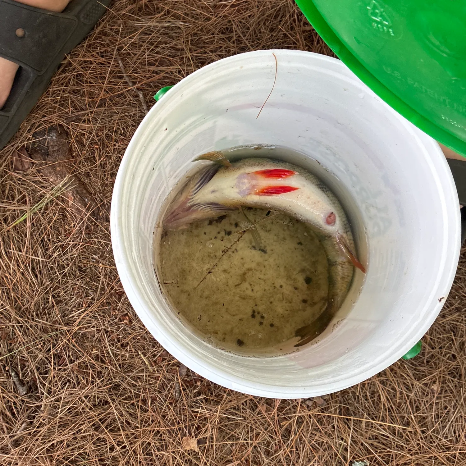 European perch caught on Fishbrain