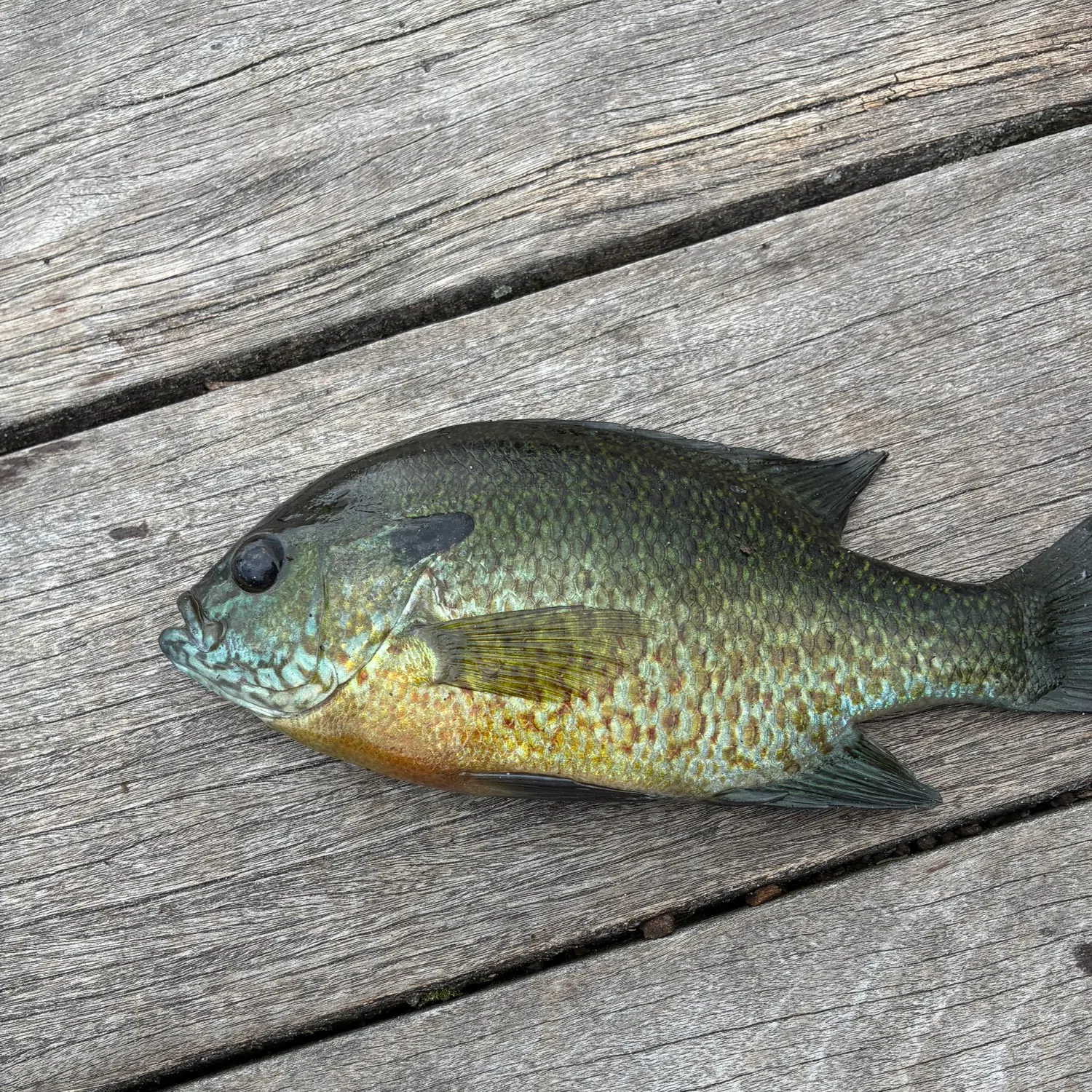 Greengill hybrid caught on Fishbrain