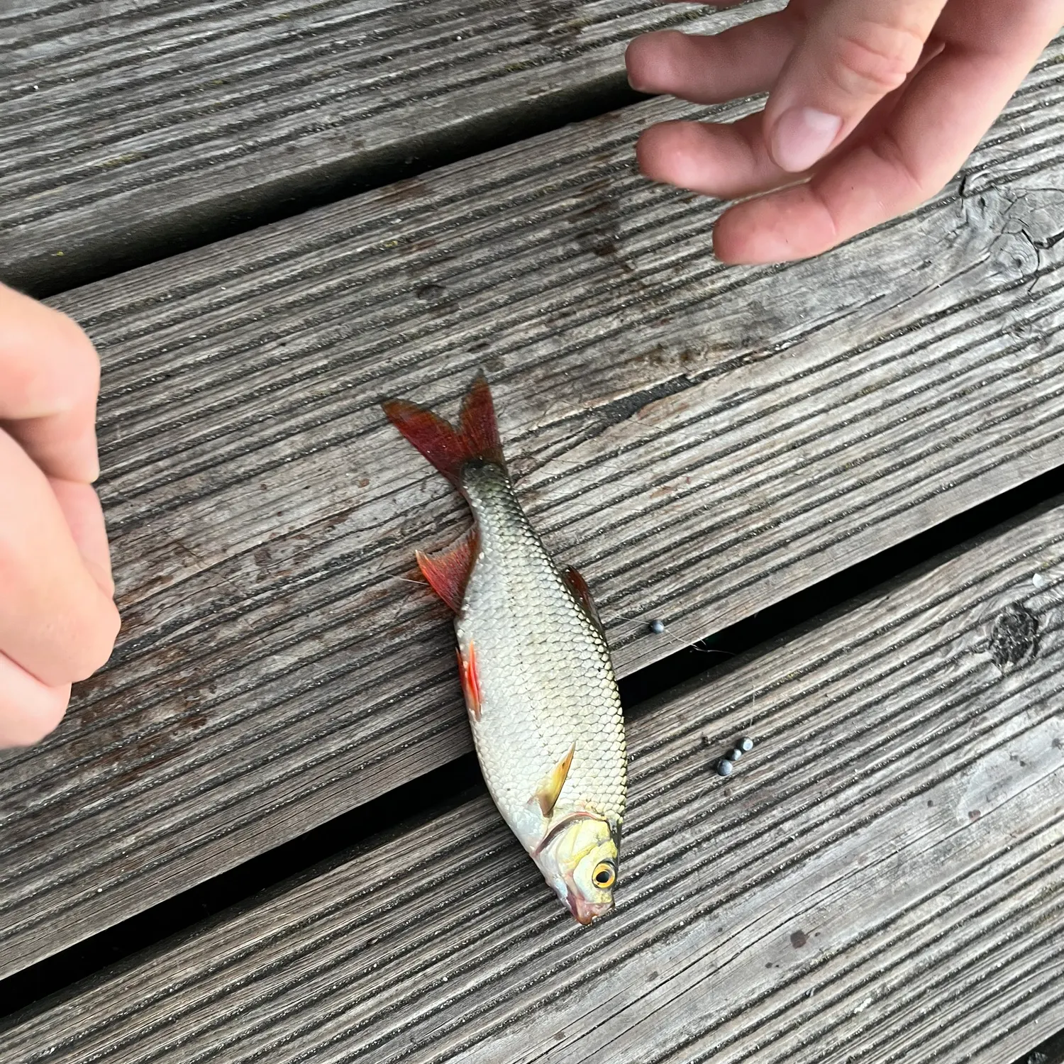 The most recent Common rudd catches on Fishbrain