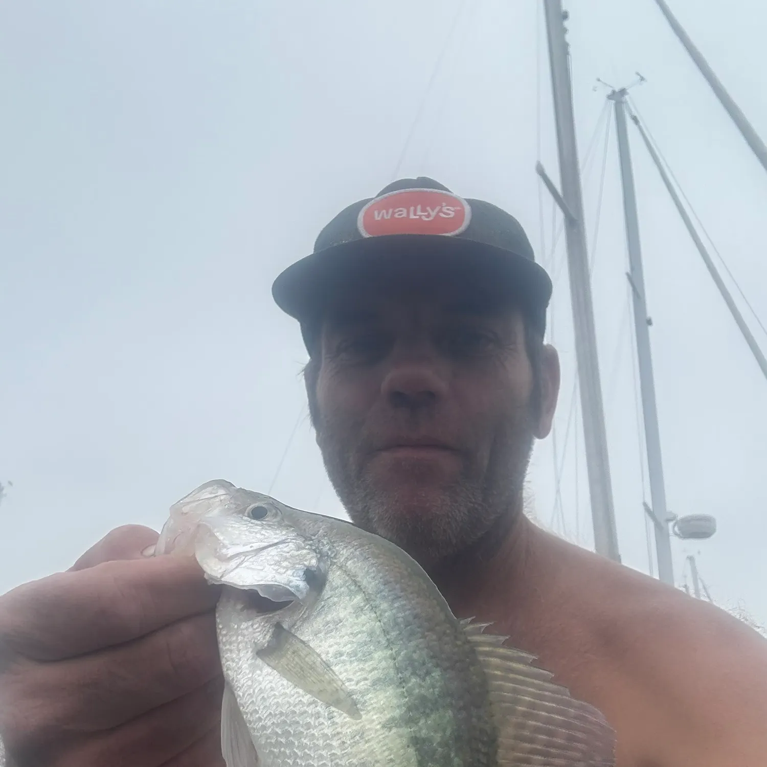 White crappie caught on Fishbrain