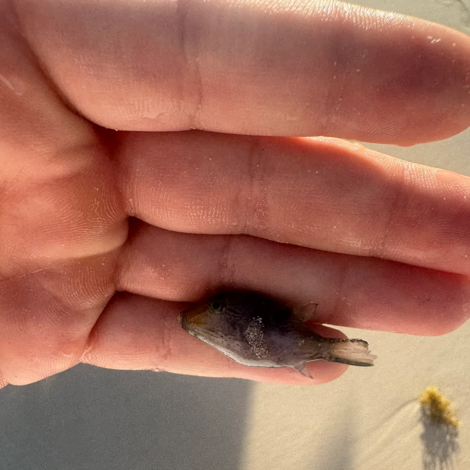 The most recent Orange filefish catches on Fishbrain