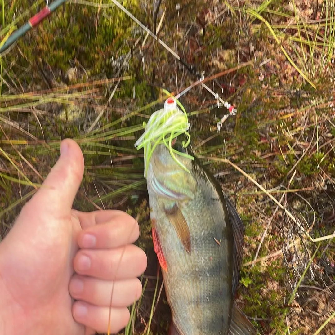 European perch caught on Fishbrain
