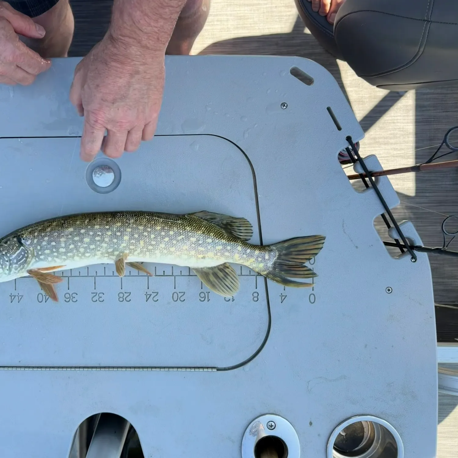 Northern pike caught on Fishbrain