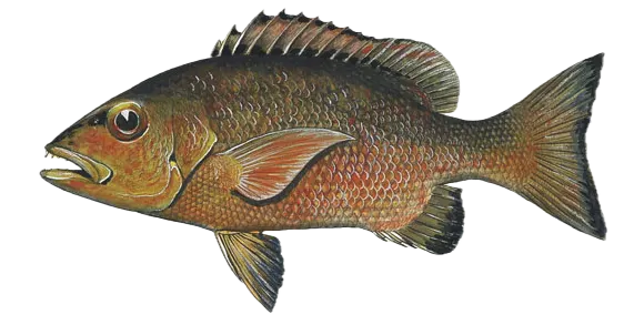 Two-spot red snapper