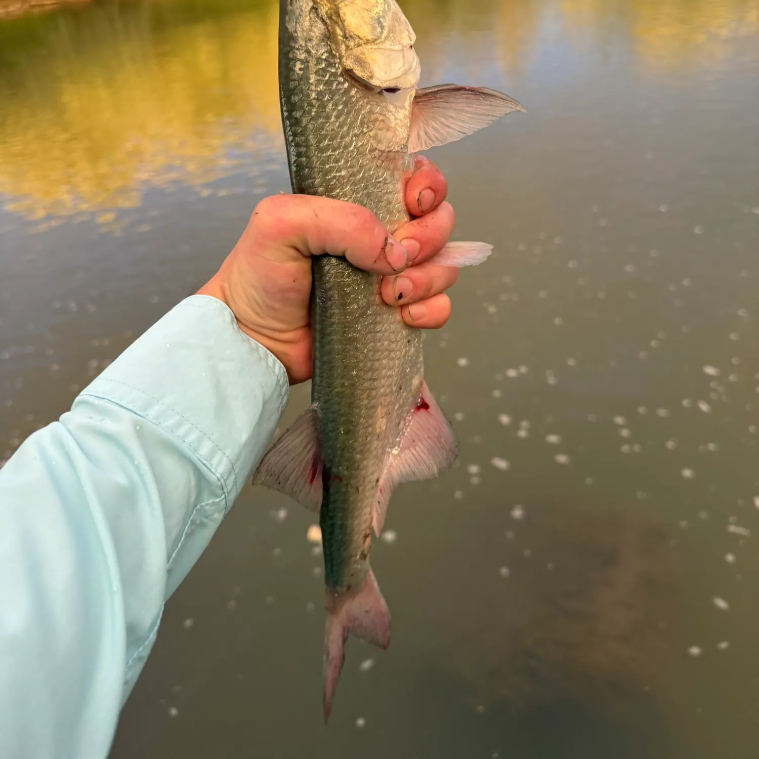 The most recent Goldeye catches on Fishbrain
