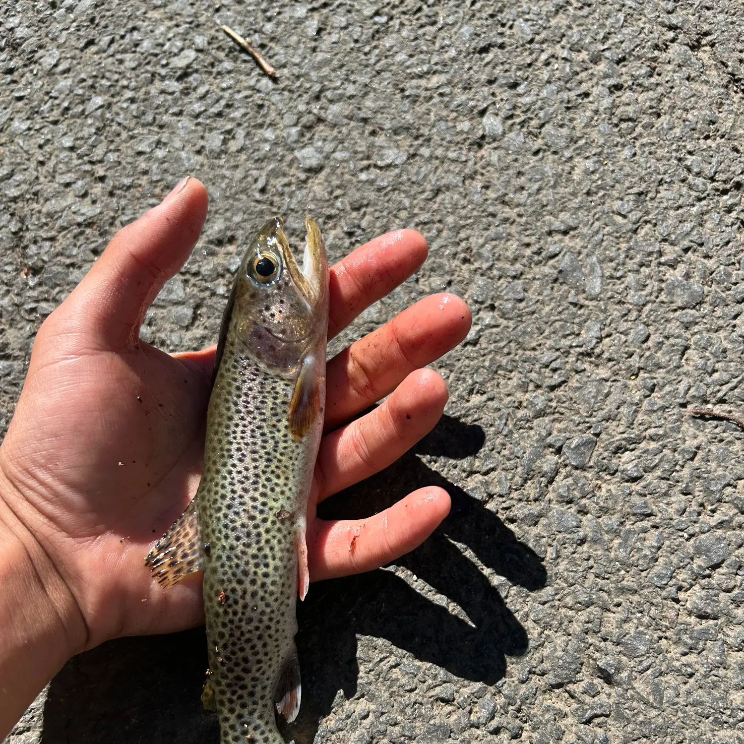 Westslope cutthroat trout caught on Fishbrain