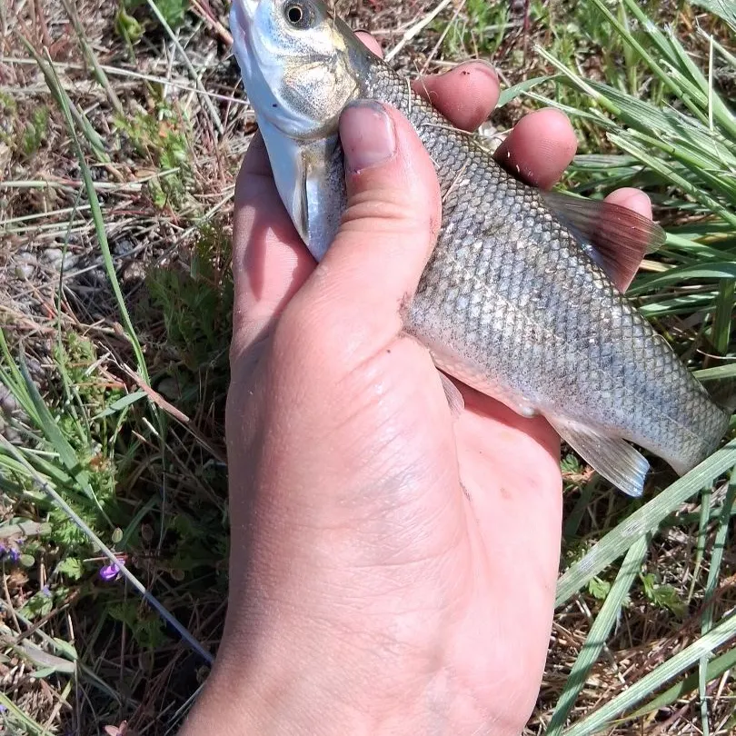 The most recent Utah chub catches on Fishbrain