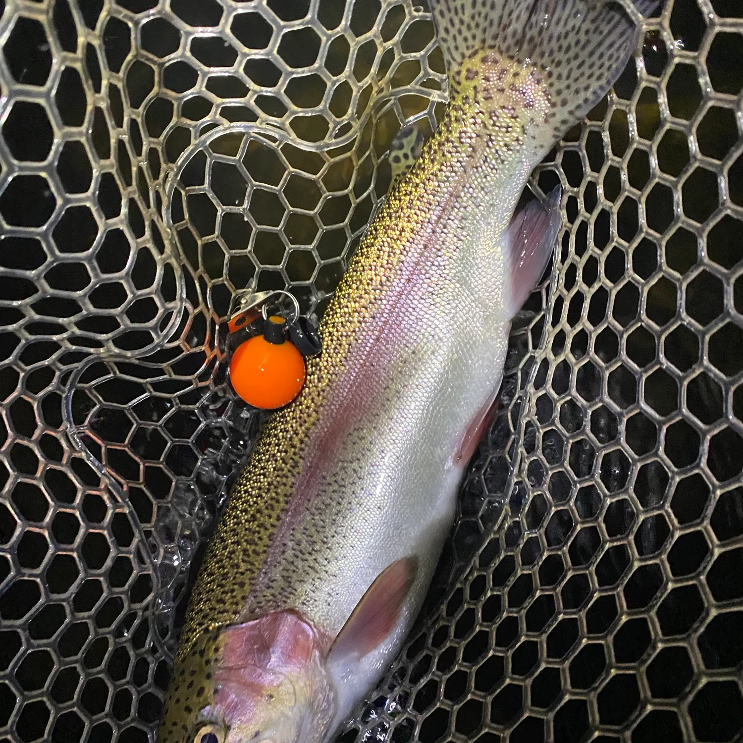 Rainbow trout caught on Fishbrain