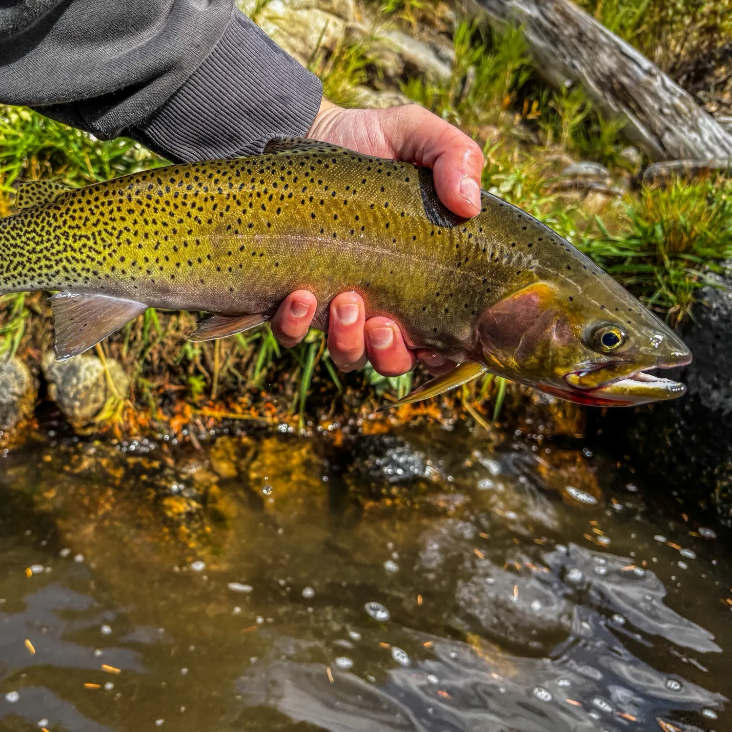 The most recent Westslope cutthroat trout catches on Fishbrain