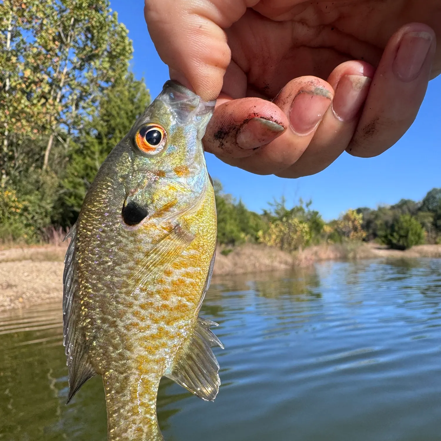 Greengill hybrid caught on Fishbrain