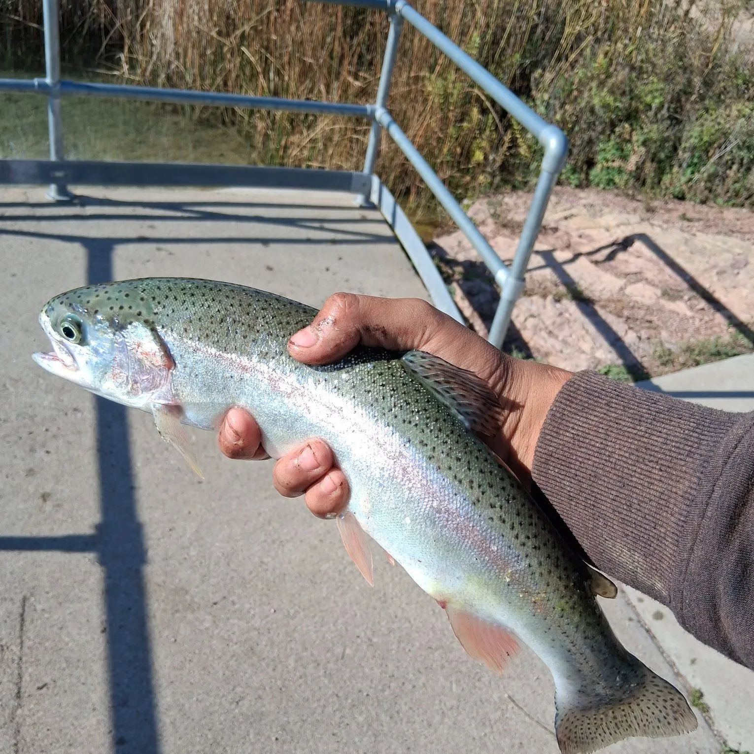 Rainbow trout caught on Fishbrain
