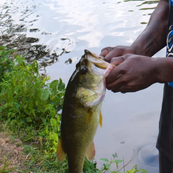 Largemouth bass caught on Fishbrain