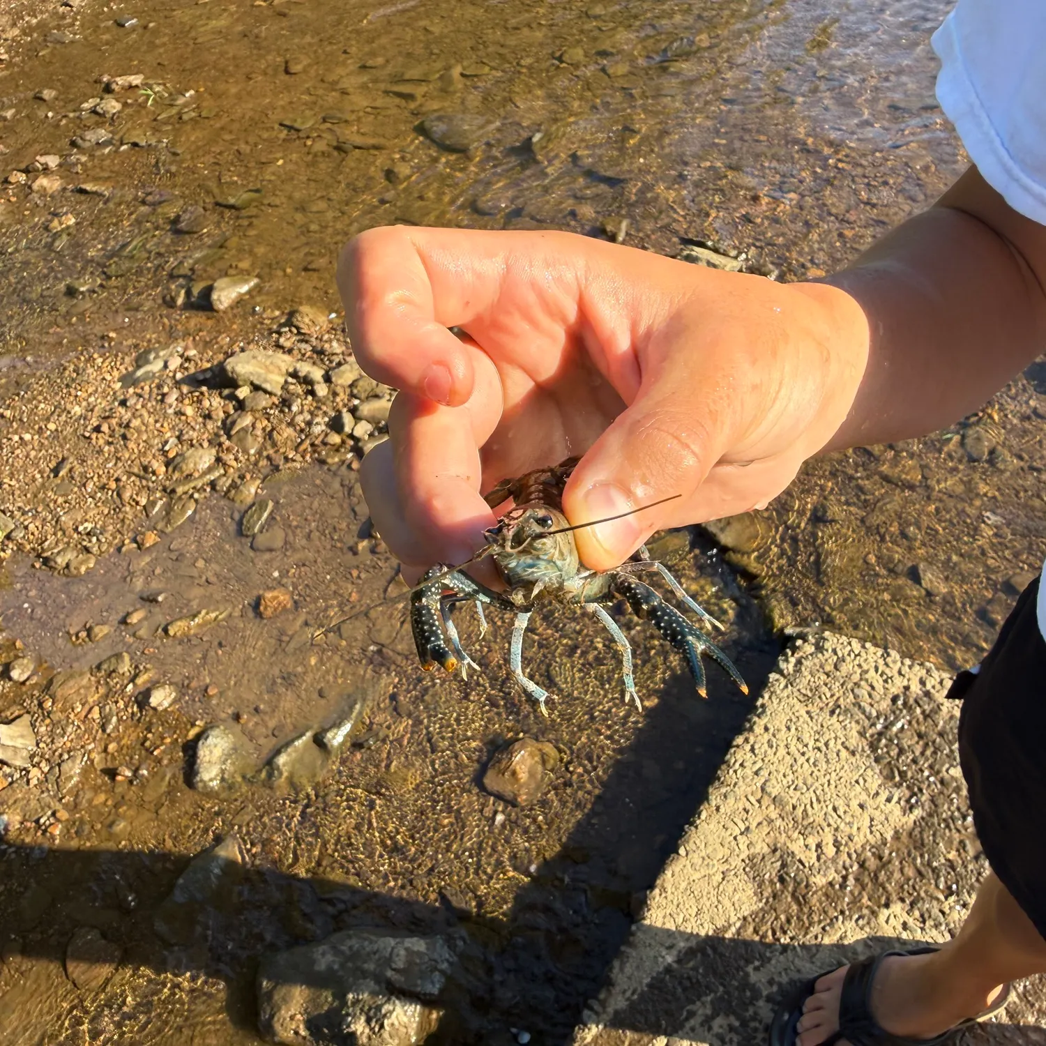 The most recent Northern clearwater crayfish catches on Fishbrain