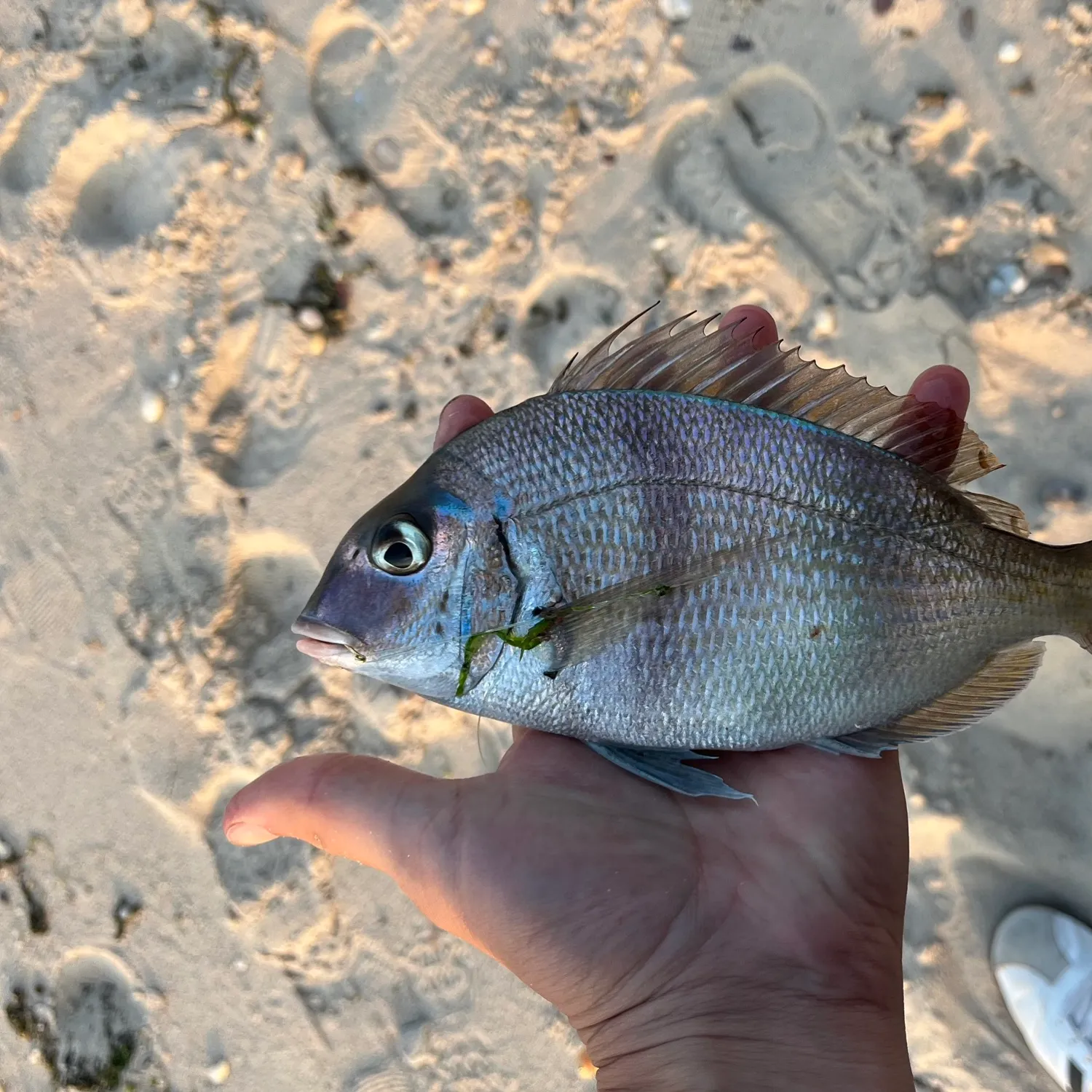 most liked catch image