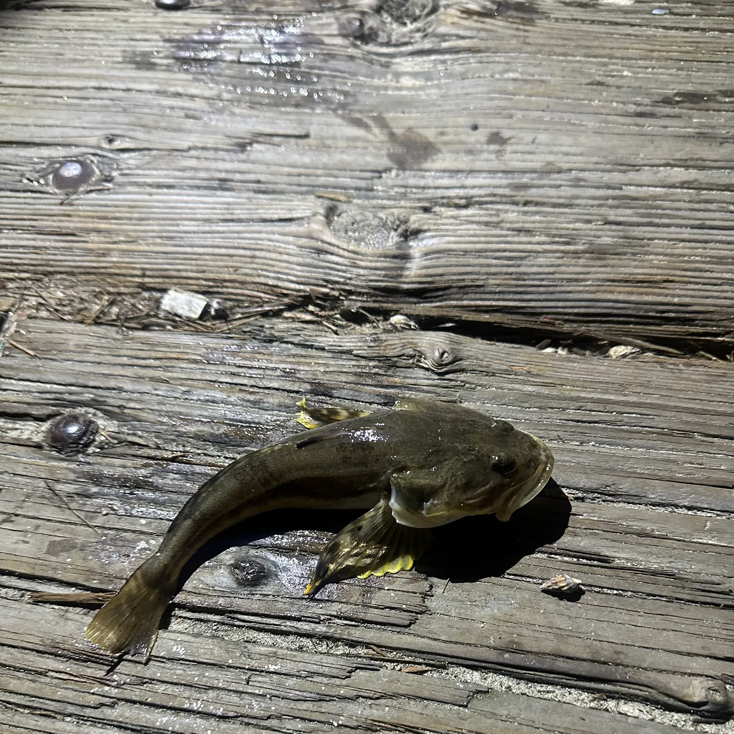 The most recent Pacific staghorn sculpin catches on Fishbrain