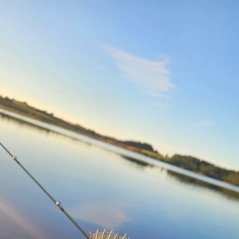 European perch caught on Fishbrain