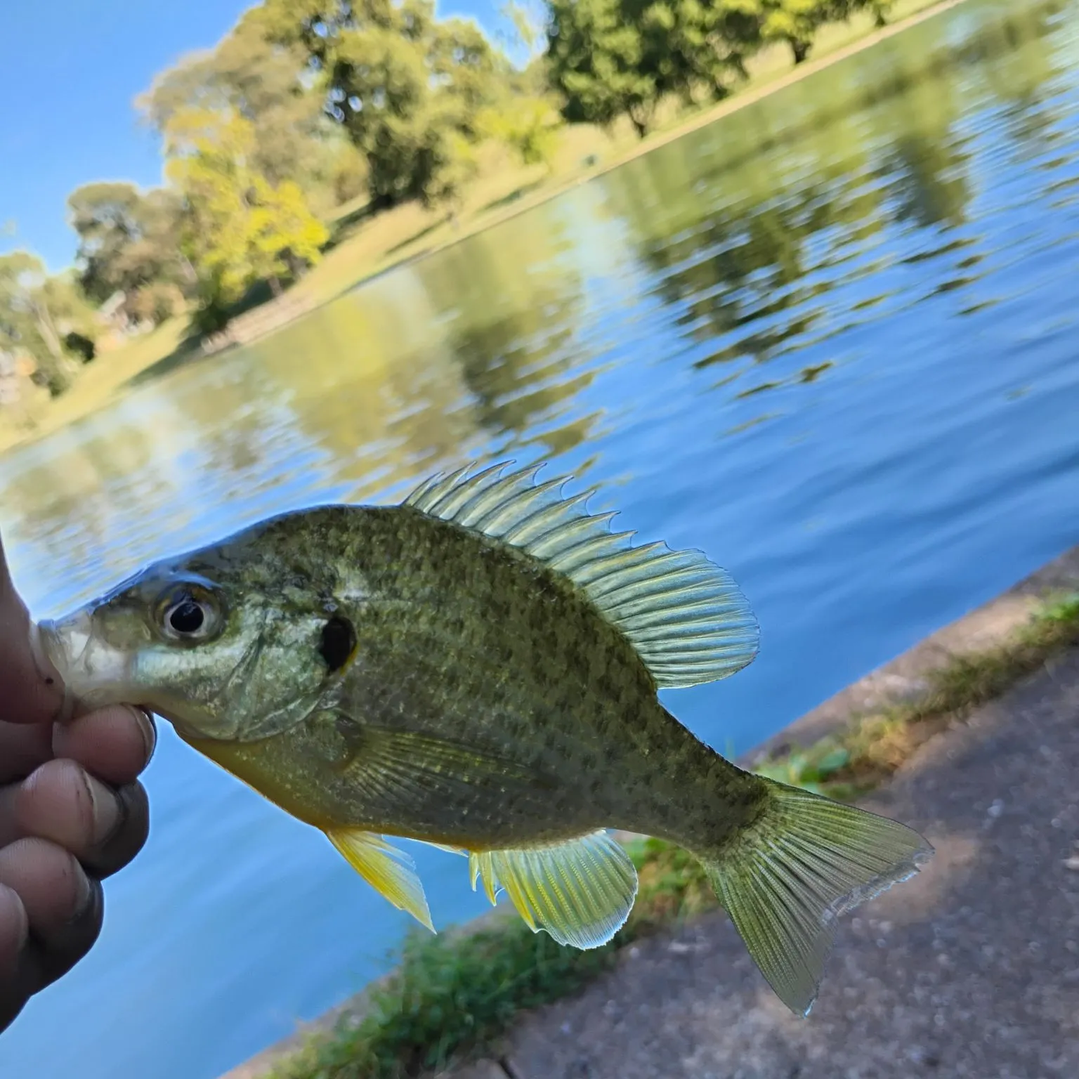 Redear sunfish caught on Fishbrain