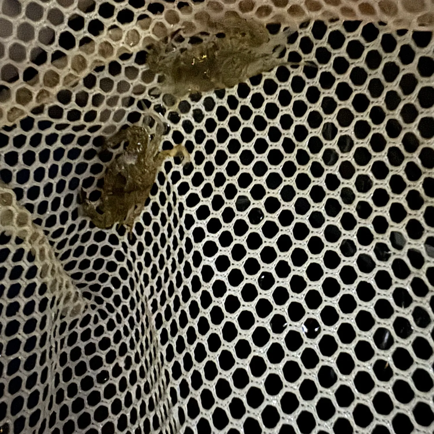 The most recent Threespot swimming crab catches on Fishbrain