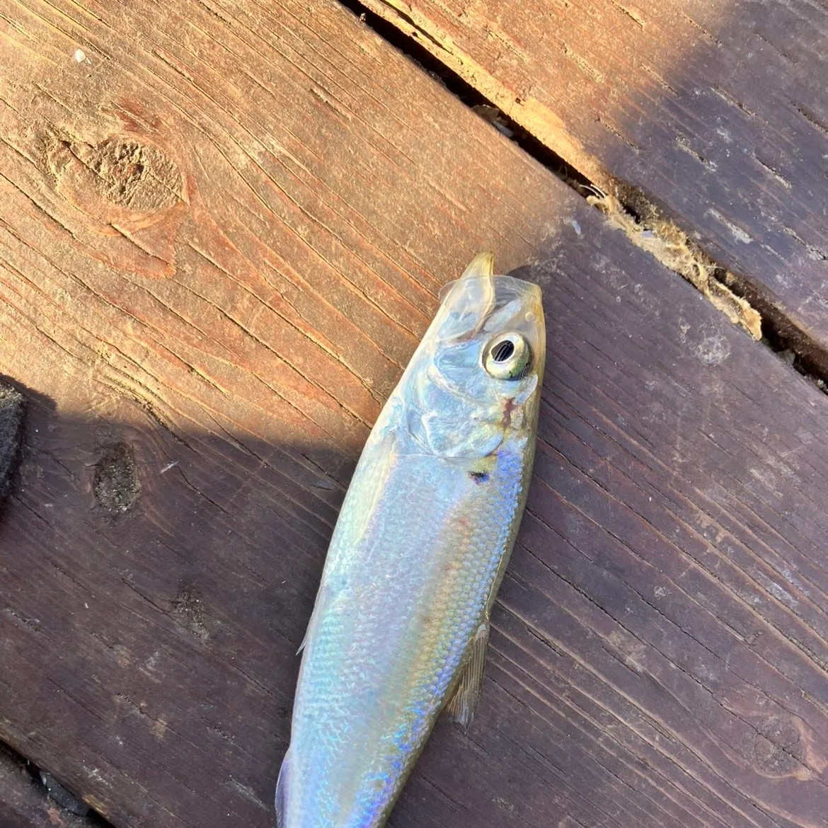 The most recent American shad catches on Fishbrain