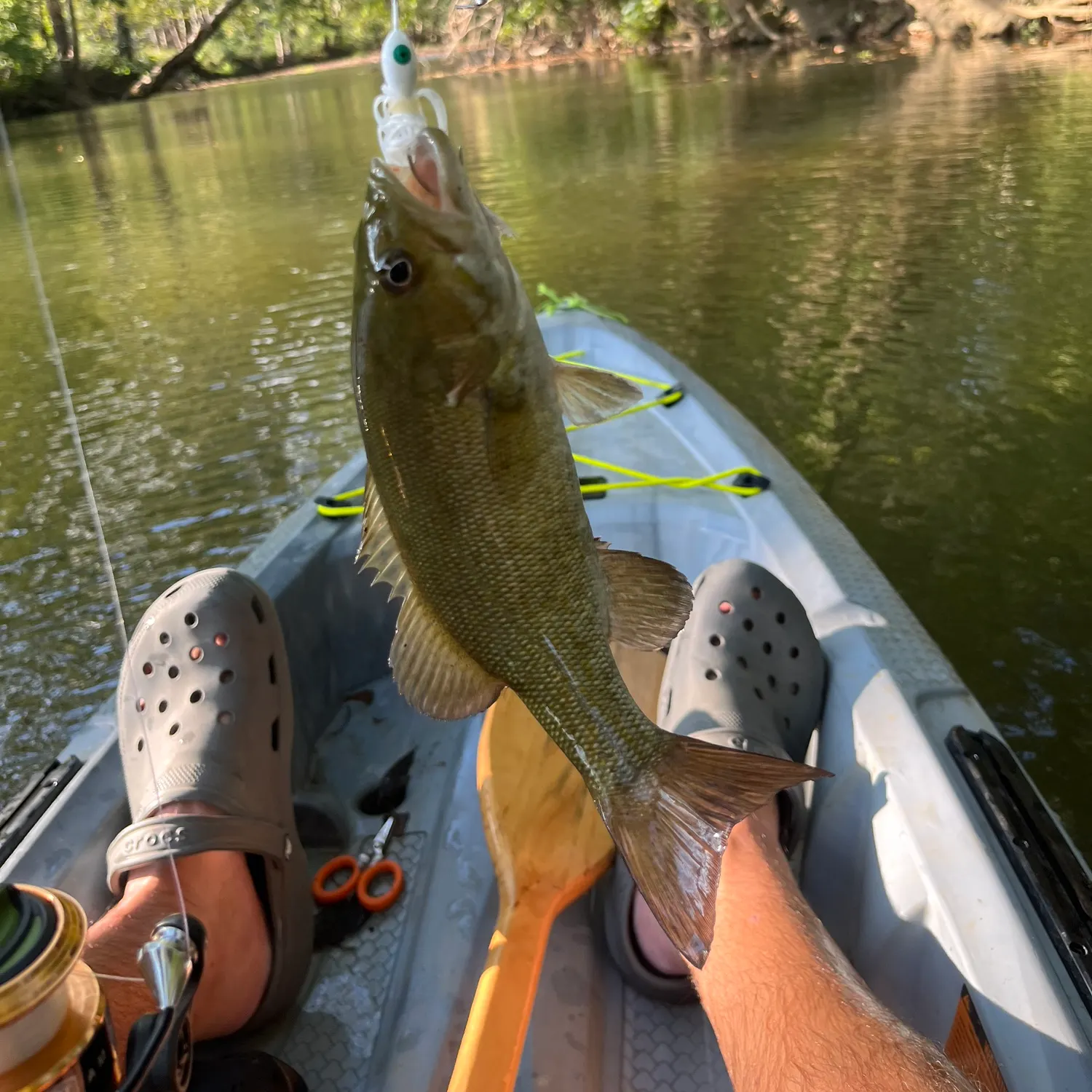 Smallmouth bass caught on Fishbrain