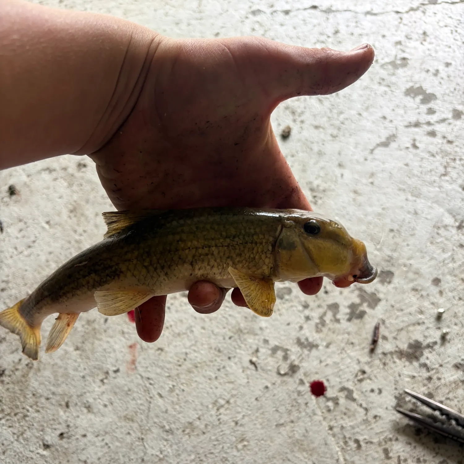 Northern hogsucker caught on Fishbrain