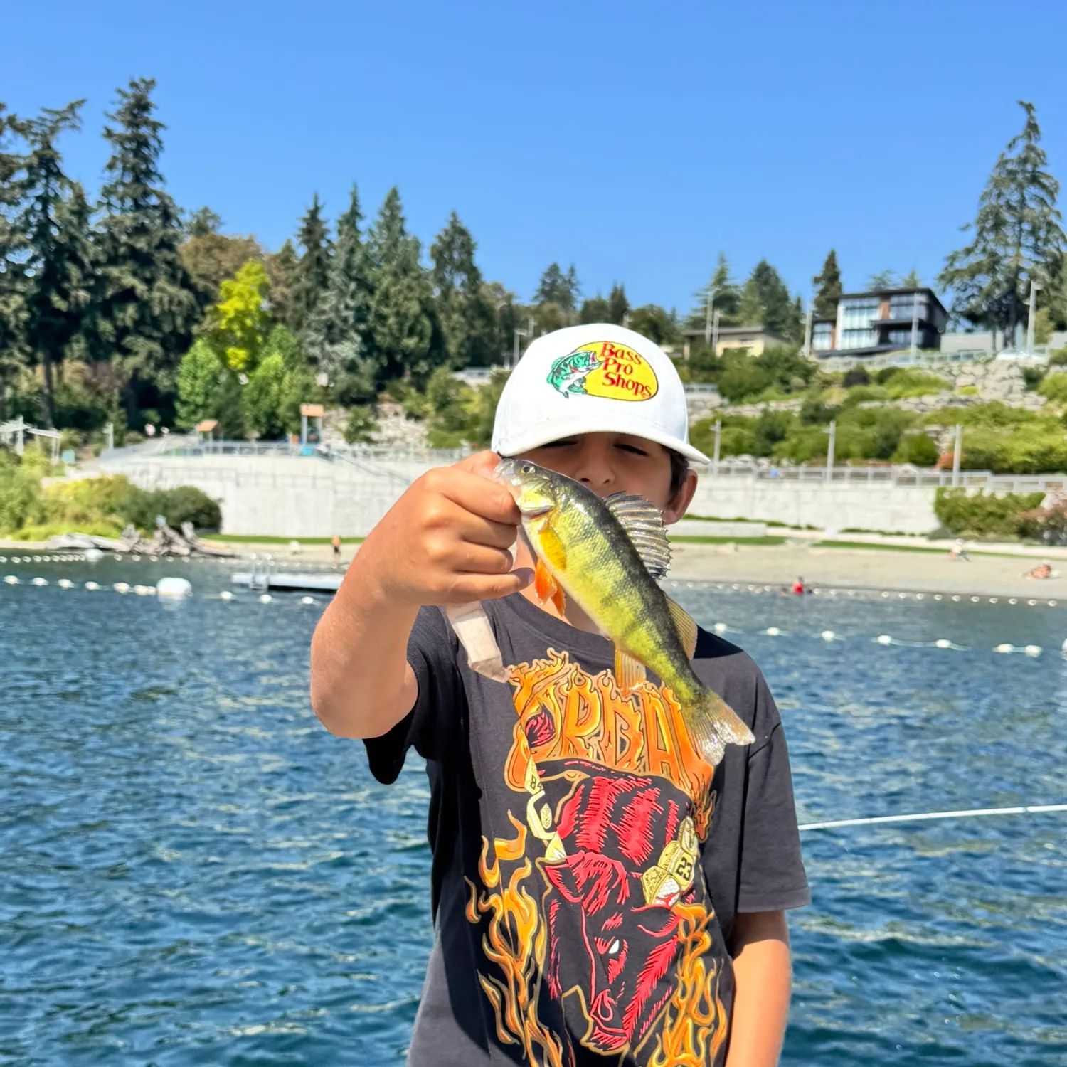 Yellow perch caught on Fishbrain