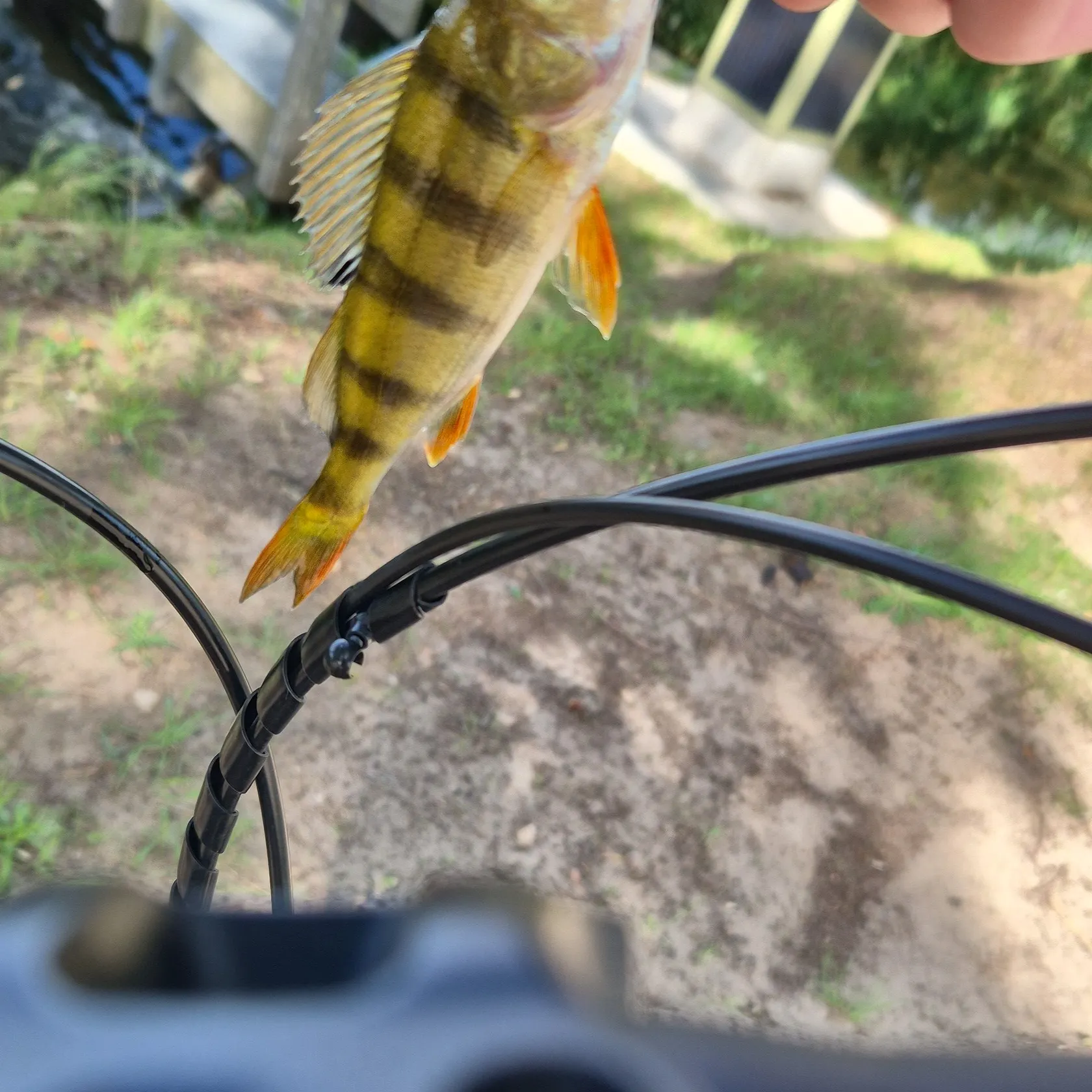 European perch caught on Fishbrain